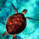 Turtle Wallpapers HD APK