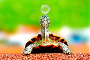 Turtle Wallpapers HD poster