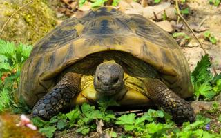 Turtle Wallpapers HD screenshot 1