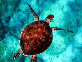 Turtle Wallpapers HD screenshot 2