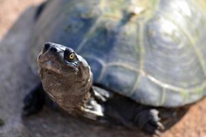 Turtle Wallpapers HD screenshot 3
