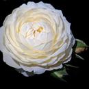 White Rose Wallpapers HD APK