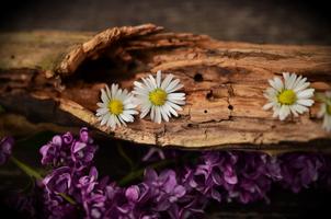 Wood Wallpapers HD स्क्रीनशॉट 2