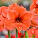 Amaryllis Flower Wallpaper HD APK