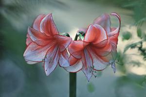 Amaryllis Flower Wallpaper HD gönderen