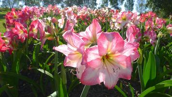 Amaryllis Flower Wallpaper HD Ekran Görüntüsü 1