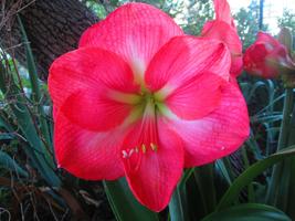 Amaryllis Flower Wallpaper HD capture d'écran 2