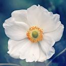 APK Anemone Flower Wallpaper HD