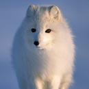 Arctic Fox Wallpaper HD APK