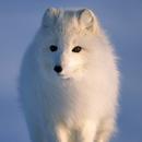 APK Arctic Fox Wallpaper HD