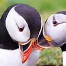 Atlantic Puffin Bird Wallpapers HD APK