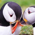 Atlantic Puffin Bird Wallpapers HD иконка