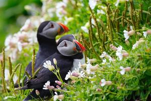 Atlantic Puffin Bird Wallpapers HD постер