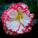 APK Begonia Flower Wallpaper HD