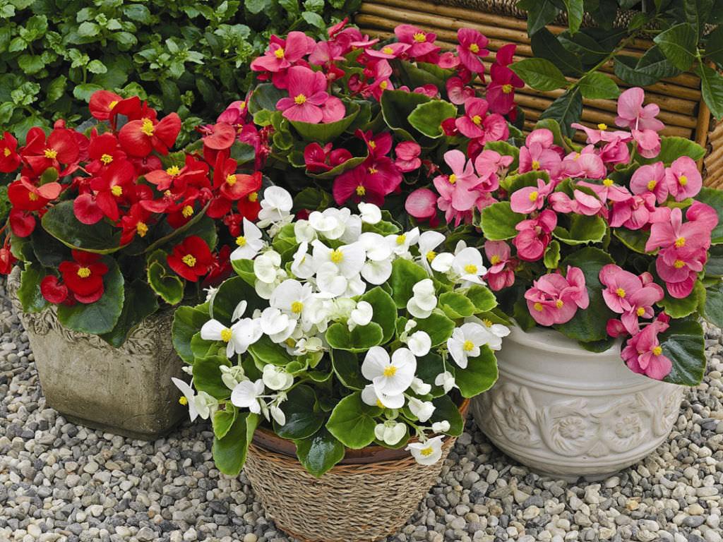 100pcs/bag geranium seeds Rare Variegated Geranium seed potted winter garden flo