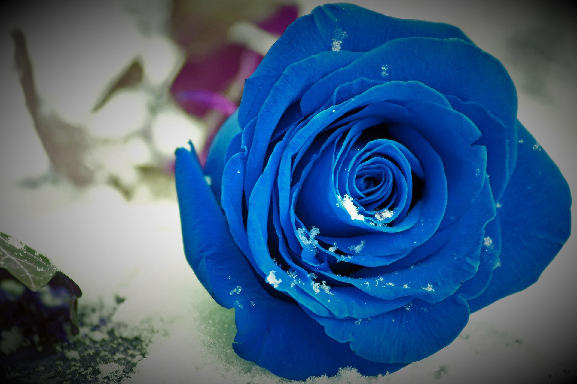 Что означает синие цветы. Голубые розы Сантори. Красивые синие розы.