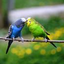 Budgie Bird Wallpapers HD APK