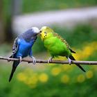 Budgie Bird Wallpapers HD icône