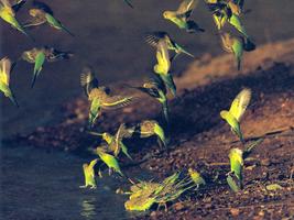 Budgie Bird Wallpapers HD ポスター