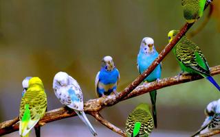 Budgie Bird Wallpapers HD スクリーンショット 1