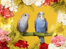 Budgie Bird Wallpapers HD スクリーンショット 2