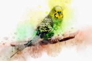 Budgie Bird Wallpapers HD capture d'écran 3