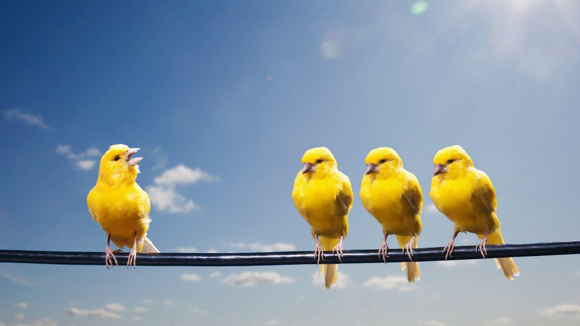 Canary Bird Wallpapers HD for Android - APK Download