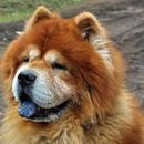 Chow Chow Dog Wallpaper HD APK