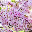 Cherry Blossom Flower Wallpaper HD APK