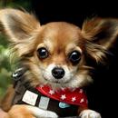 Cute Chihuahuas Wallpapers HD APK