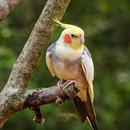 Cockatiel Bird Wallpapers HD APK