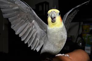 Cockatiel Bird Wallpapers HD screenshot 2