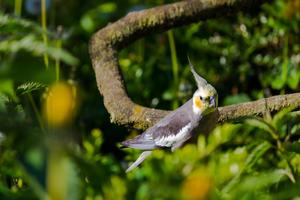 Cockatiel Bird Wallpapers HD screenshot 3