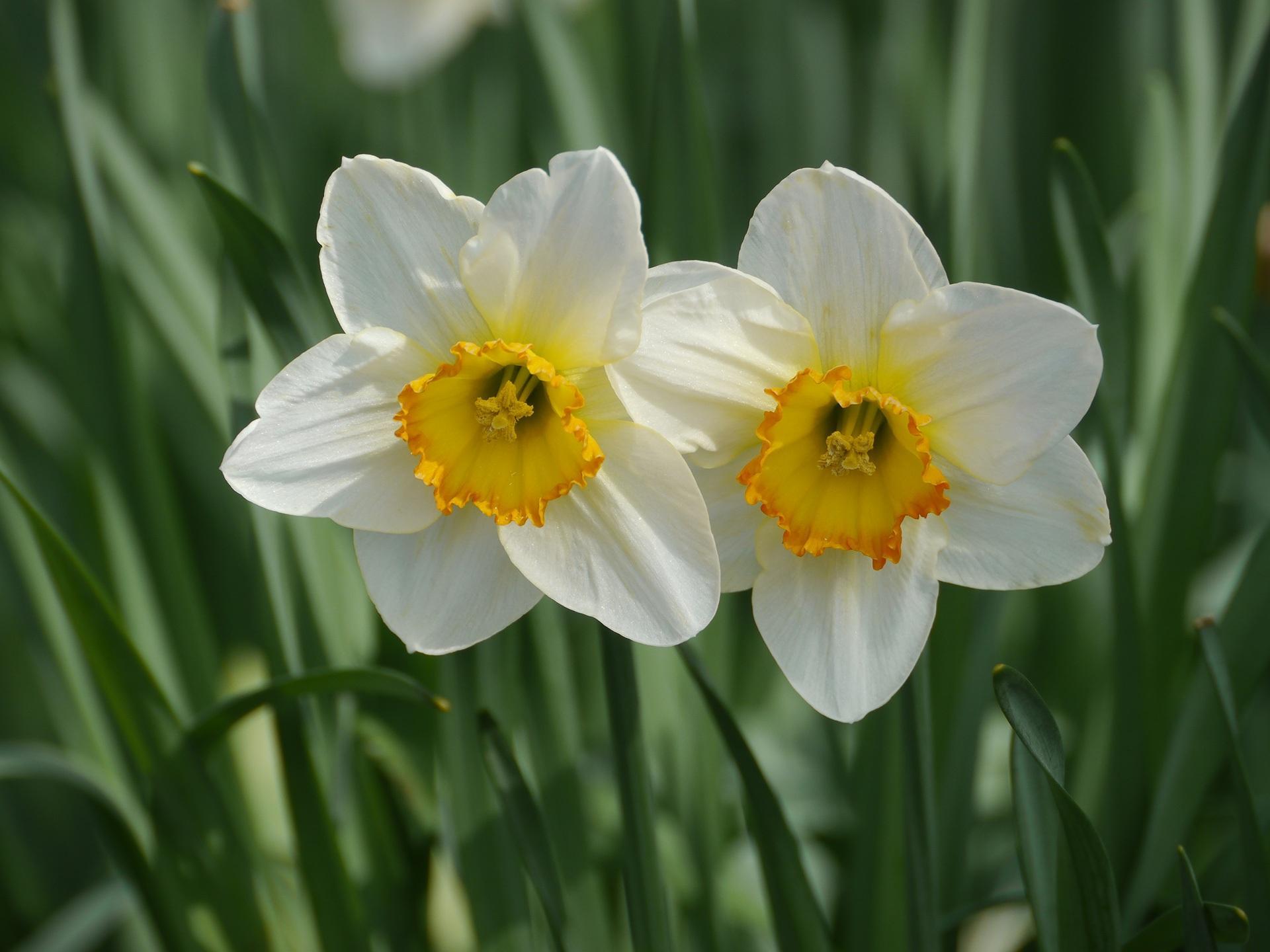 Нарцисс растение значение. Нарцисс цветок. Нарцисс Арктик Беллз. Daffodil Нарцисс. Нарцисс Гелиос.