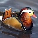 Duck Wallpapers HD APK