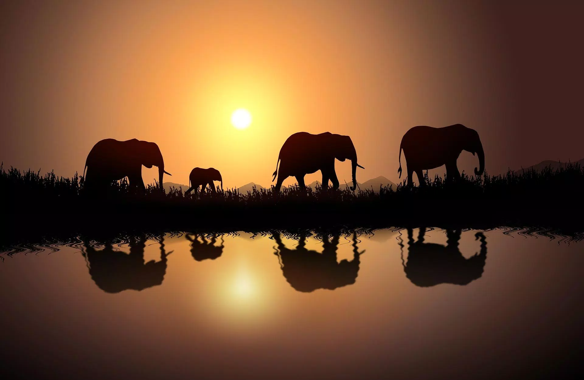 Elephant Wallpapers HD APK for Android Download Elephant Wallpapers HD APK for Android Download