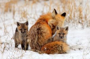 Fox Wallpapers HD imagem de tela 1