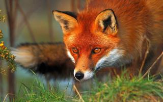 Fox Wallpapers HD imagem de tela 2