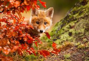 Fox Wallpapers HD imagem de tela 3