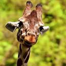 Giraffe Wallpapers HD APK