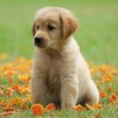 Golden Retriever Dog Wallpaper HD APK