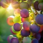 Grape Wallpapers HD 아이콘