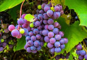 Grape Wallpapers HD 포스터