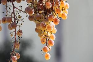 Grape Wallpapers HD 스크린샷 2