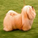 APK Havanese Dog Wallpaper HD