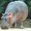 Hippo Wallpapers HD APK