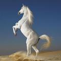 Horse Wallpapers HD