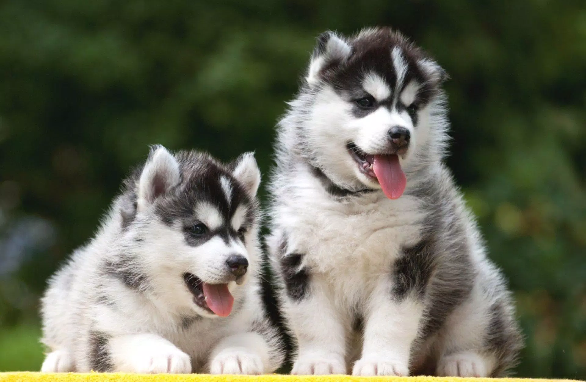 Husky Dog Wallpapers HD APK for Android Download Husky Dog Wallpapers HD APK for Android Download