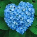 APK Hydrangea Flower Wallpaper HD