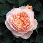 Juliet Rose Wallpapers HD ikona